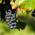 Objavljen poziv za subvencije u vinogradarstvu
