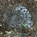 Au, majko mila, šta se ovo dešava?! Snimak iz šume šokirao pratioce – voda bukvalno ključa! (Video)