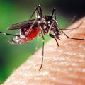 U Srbiji se ne sprovode savremene metode suzbijanja komaraca: Kako se na efikasan način možemo izboriti sa njima