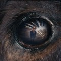“Životinja” na repertoaru domaćih bioskopa