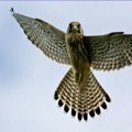 Kutije za gneždenje za sigurnu budućnost ugroženih sokolova