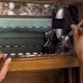 Timovi na terenu hrane mladunce bele čiope (video)