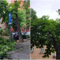 Zelenilo o posledicama nedavnog nevremena: Vetar lomio grane i izvaljivao stabla