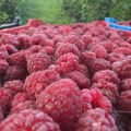 Nova bitka za evropsko tržište: Ukrajina oborila rekord u izvozu maline, šta to znači za Srbiju?