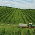 Počela berba; Belje, Agrolaguna i Vupik proizvode 10 milijuna litara vina