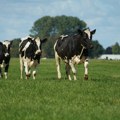 Proizvođači mleka traže ispunjenje obećanja predsednika države o subvencijama