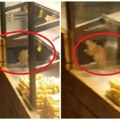 Odvratno, dva ogromna pacova šetaju po beogradskoj pekari Jedan šeta u vitrini sa hranom