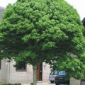 Po starom verovanju svako dvorište treba da ima ovo drvo Simbol je dugovečnosti i zdravlja