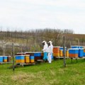 Stradalo više od polovine košnica: Vršački pčelari se suočili sa najvećim gubitkom do sada, bez suncokreta neće biti meda…