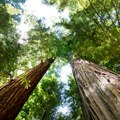 Započeta realizacija nacionalnog projekta „FOREST Invest” vrednog 85 miliona dolara