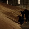 Ranije nego obično, počeo takozvani otkup pšenice "na zeleno"