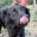 Ружица тражи своју породицу и дом – Не купуј, удоми за љубав