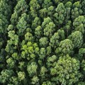 Ukupna prošlogodišnja šteta u šumama Srbije veća od 140.000 kubika