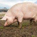 Afrička kuga svinja u okolini Pančeva: Uprava za veterinu obilazi domaćinstva kako bi ustanovili broj zaraženih životinja