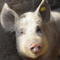 I selo sakule zaraženo afričkom kugom: Smrtonosna zaraza svinja opasno se širi južnim Banatom