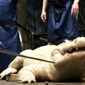 Životinje: Neobična užina jednog aligatora - u stomaku mu pronašli 70 novčića