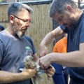 U Kragujevcu novi studijski program - rukovalac opasnim životinjama