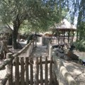 Kengur razbio staklo, pa pobegao: Haos u beogradskom zoo vrtu: Ovako su radnici jurili odbeglu životinju (video)