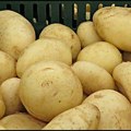 Drugo obeležavanje Svetskog dana krompira u Srbiji biće u Guči