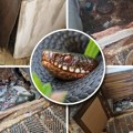 Vladica došao zbog zmije, a zatekao nešto još gore! Potresne slike iz doma Markovića: Kućom im trče glodari