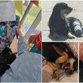 (Video, foto) Brka ekolog - psić kom je potrebna pomoć da nesmetano trčkara Auto mu je oduzeo, a brižna Marijana vratila snagu…