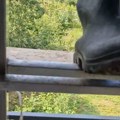 Šok intervencija srpskog zmijolovca - scena ledi krv: Kad se popeo na krov, nije mogao da veruje svojim očima! Prizor jeziv, a…