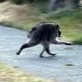 Rakun Džimoti iz Sijetla neobičnim izgledom osvojio srca miliona ljudi