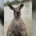 Uleteo u okršaj sa nabildovanim kengurom od 2 metra: Prava drama, čovek pokušao da spasi svog ljubimca, ali je izvukao…