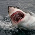 "Ajkula mi je pojela prijateljicu pred očima": Potresna ispovest Tamare koja je preživela napad predatora, jedan postupak joj…