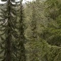 "Detektivska" potraga za jedinstvenom vrstom: Kako je Josif Pančić pronašao svoju omoriku (VIDEO)