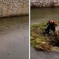 Najlepši snimak koji ćete danas videti: Vatrogasac utrčao u reku Moravicu da spasi psa koji je bežao od bujice