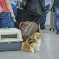 Od danas novo pravilo za putovanje sa kućnim ljubimcima iz Srbije u zemlje EU