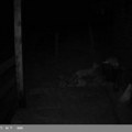 Turistima nestaju papuče i patike, a kamera otkrila lopova: Evo ko hara Zaovinama (foto/video)