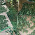 Džinovska plantaža kanabisa rasla nadomak Bulevara Evrope: Zaplenjeno više od 100 kg droge, uhapšeni Novosađanin – zaštitar…