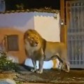 (VIDEO) Uhvaćen lav koji je pobegao iz cirkusa kod Rima: Građani naoružani išli u potragu