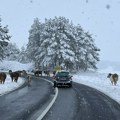 Nesvakidašnja situacija na Zlatiborskom putu: Krave blokirale saobraćaja kod Borove Glave, vozači morali da čekaju jer…