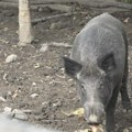Uprkos zabrani lova u prijepolju: Odstreljena ženka divlje svinje koja je na svet trebalo da donese petoro prasadi
