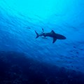 Ogromna ajkula ugrizla tinejdžera, a onda se vratila da ga dokrajči: Jeziva scena zabeležena na čuvenoj plaži