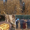 Crna Bara organizovala 15. Kukuruzijadu u ručnom branju kukuruza takmičilo se 17 ekipa iz Vojvodine i Mađarske