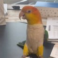 Iznervirani papagaj postao hit na internetu: "Angry bird" u stvarnom životu zasmejao milione