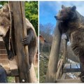 (Фото) Једу из руке, мазе се и играју са људима! Маша и Љубица – медведице спасене од смрти постале праве нежнице добрице на…