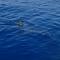 Pogledajte šok snimak ajkule u Crnoj Gori! Viđena na samom ulazu u Boku Kotorsku, stručnjak za more tvrdi da je reč o ovoj…