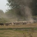 Borba sa požarima kod Sjenice i na Stolovima, opasnost od vetra u Peščari