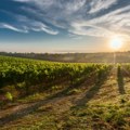Slovenska vina pozicionirala se na znatiželjnom njujorškom tržištu
