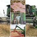 Žetva pšenice stigla pre otkupne cene Najvažniji poljoprivredni posao uranio na vojvođanskim poljima suša smanjuje prinos…