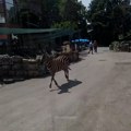 "Majka ušla u prostor sa zmijama sa detetom u rukama": Beograđanin ispričao detalje drame u Beo Zoo Vrtu kada je zebra…