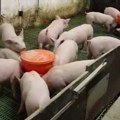 U našoj zemlji aktivna tri žarišta afričke kuge, eutanazirano 217 svinja