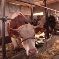 Mošorin - selo sa 7.000 muznih krava: Ne zna stoka za drugog Boga osim čoveka