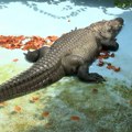 (Video) Čudo! Pomerio se najstariji aligator na svetu koji živi u Beogradu: Preživeo i rat, i bombardovanje, a ljudi ga nikad…