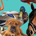 Nezapamćena tragedija povod za oprez: Poznati veterinar otkrio koje su životinje najopasnije ubice!